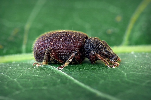 nosáčik (sk) / lalokonosec (cz) Otiorhynchus brunneus Gyllenhal, 1834