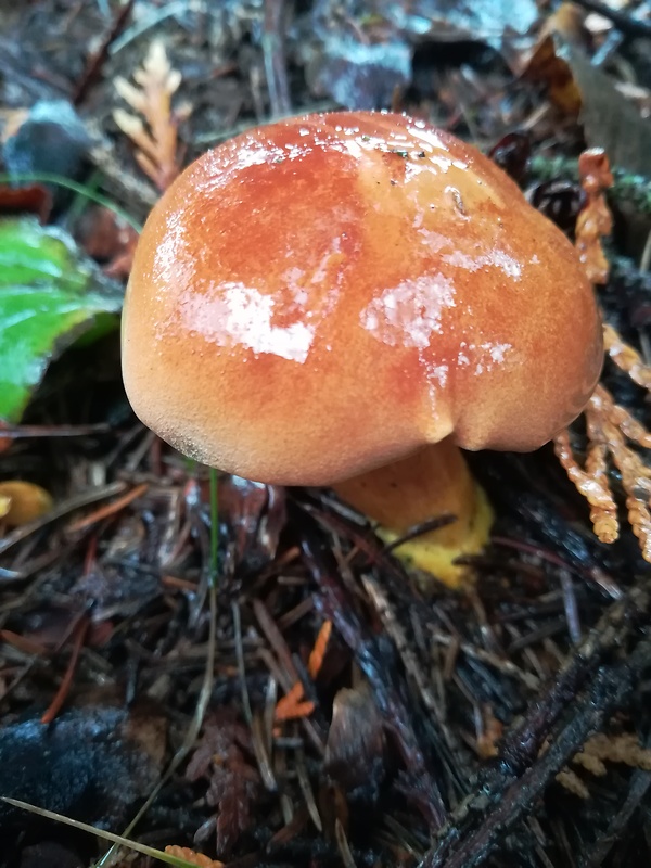 masliak tridentský Suillus tridentinus (Bres.) Singer