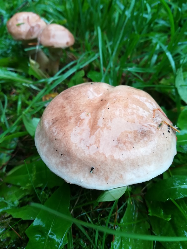 masliak lepkavý Suillus viscidus (L.) Roussel