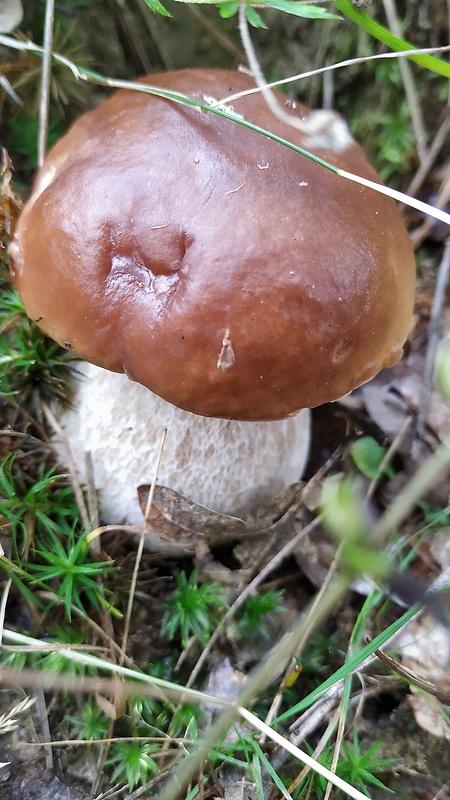 hríb smrekový Boletus edulis Bull.