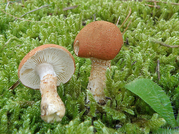 zrnivka rumelková Cystodermella cinnabarina (Alb. & Schwein.) Harmaja