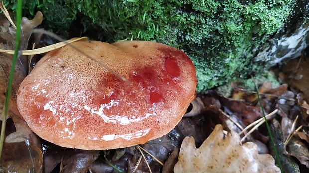 pečeňovec dubový Fistulina hepatica (Schaeff.) With.