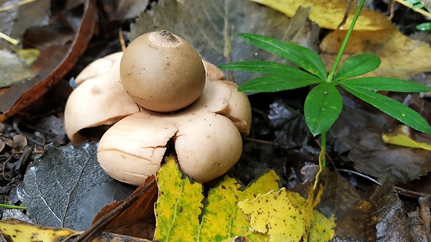 hviezdovka červenkastá Geastrum rufescens Pers.