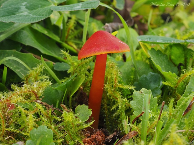 lúčnica šarlátová Hygrocybe coccinea (Schaeff.) P. Kumm.