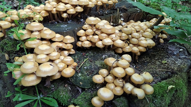 šupinačka menlivá Kuehneromyces mutabilis (Schaeff.) Singer & A.H. Sm.