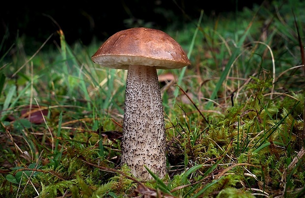 kozák brezový Leccinum scabrum (Bull.) Gray