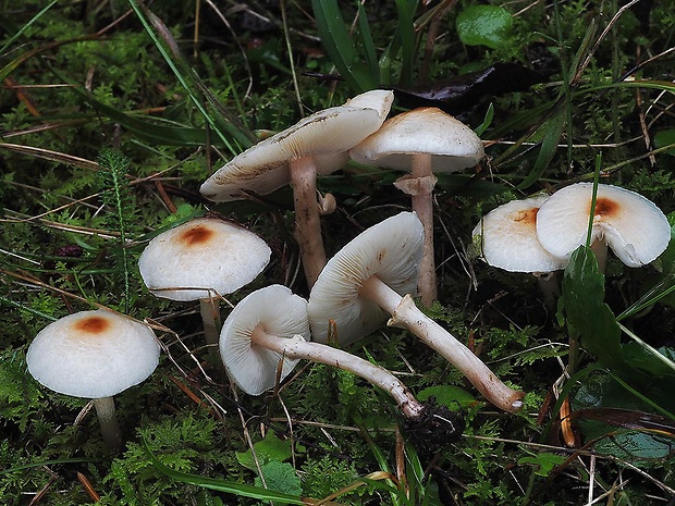 bedlička páchnúca Lepiota cristata Barla