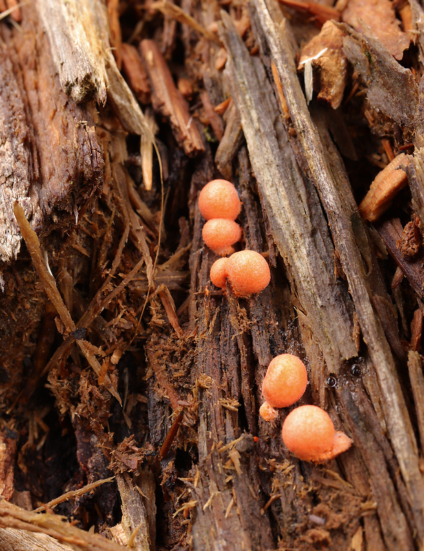 vlčinka Lycogala sp.