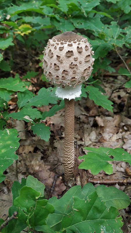 bedľa vysoká Macrolepiota procera (Scop.) Singer