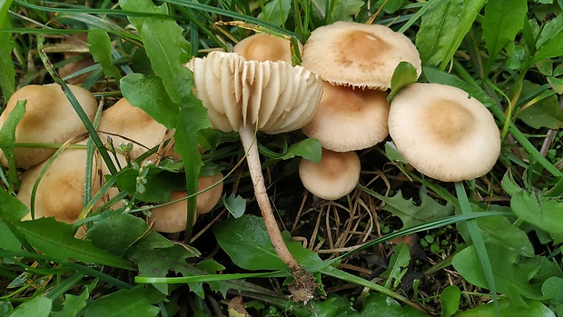 tanečnica poľná Marasmius oreades (Bolton) Fr.