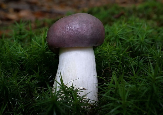 plávka modrastá Russula cyanoxantha (Schaeff.) Fr.