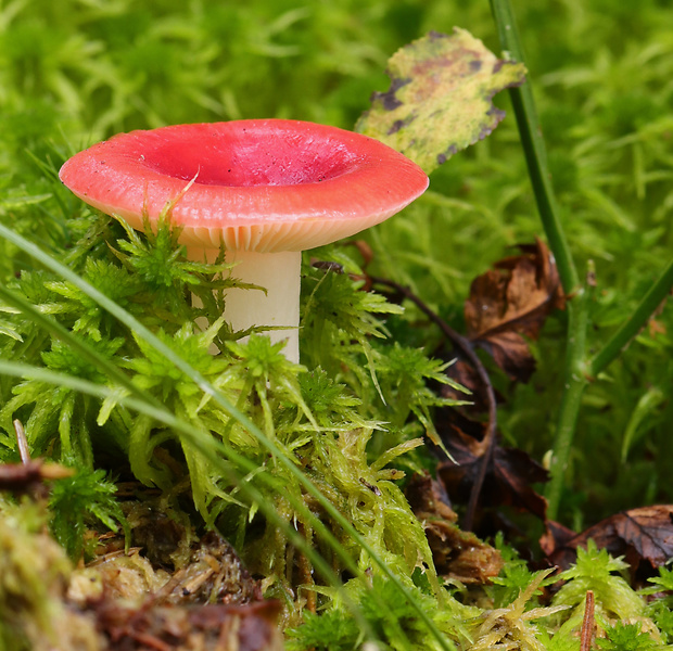 plávka Russula sp.