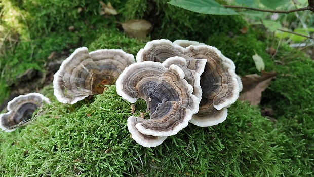 trúdnikovec pestrý Trametes versicolor (L.) Lloyd