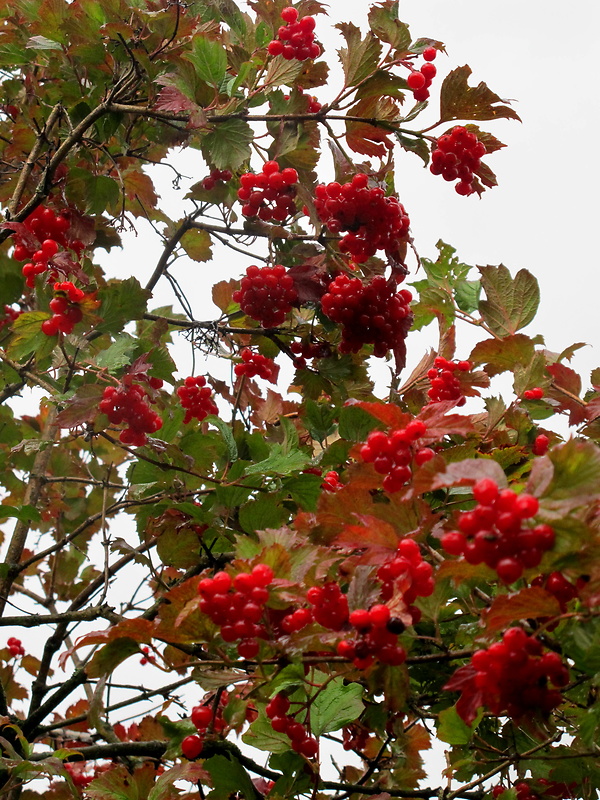 kalina obyčajná Viburnum opulus L.