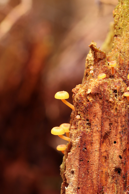 tanečnička zvončekovitá Xeromphalina campanella (Batsch) Maire