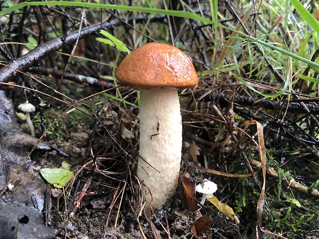 kozák osikový Leccinum albostipitatum den Bakker & Noordel.