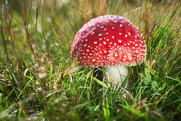 muchotrávka červená Amanita muscaria (L.) Lam.