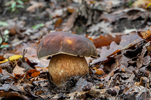 hríb bronzový Boletus aereus Bull. ex Fr.