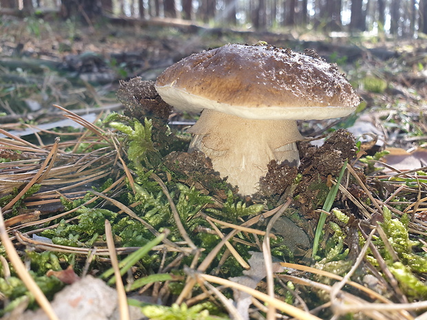 hríb smrekový Boletus edulis Bull.