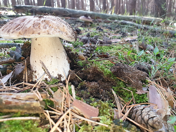 hríb smrekový Boletus edulis Bull.