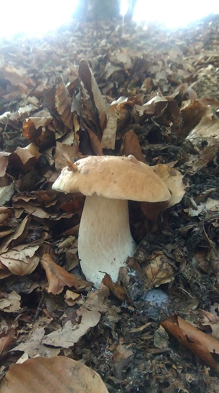 hríb smrekový Boletus edulis Bull.