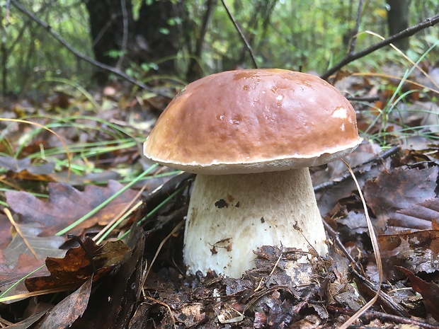 hríb smrekový Boletus edulis Bull.