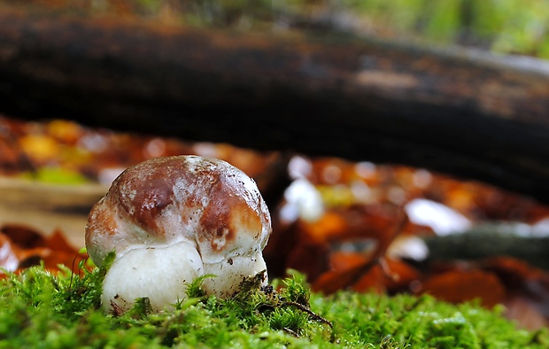 hríb sosnový Boletus pinophilus Pil. et Dermek in Pil.