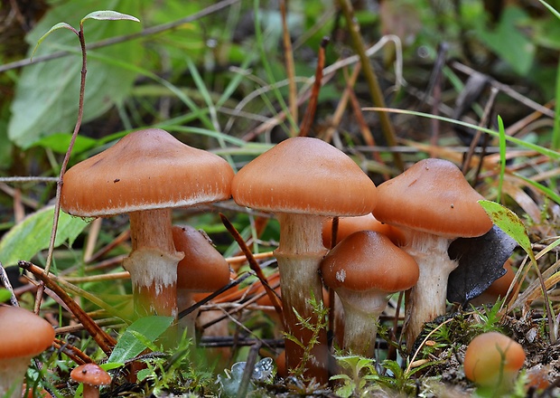 pavučinovec Cortinarius sp.