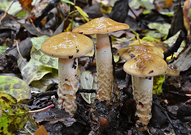 pavučinovec Cortinarius sp.