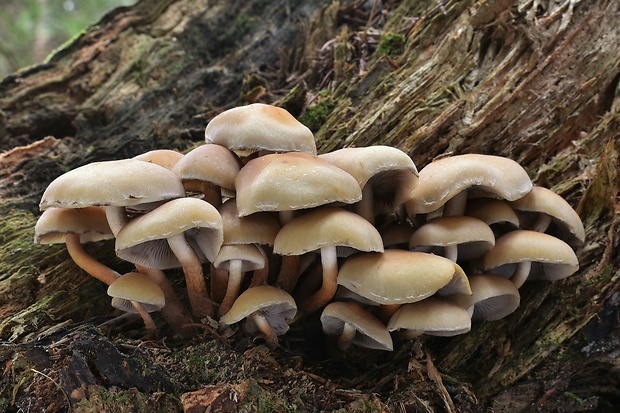 strapcovka maková Hypholoma capnoides (Fr.) P. Kumm.