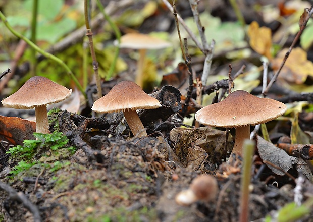 vláknica Inocybe sp.