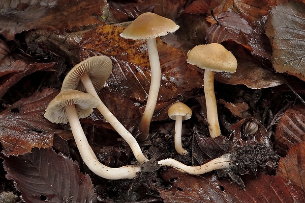 vláknica Inocybe subalbidodisca Stangl & J. Veselský