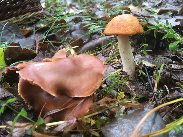 kozák osikový Leccinum albostipitatum den Bakker & Noordel.