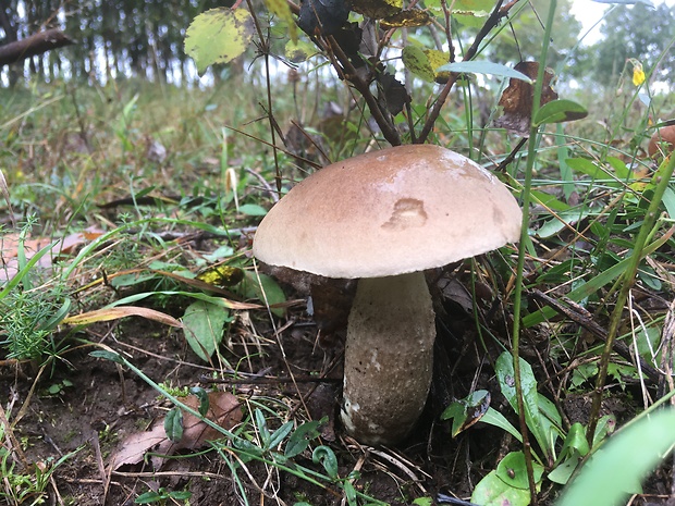 kozák topoľový Leccinum duriusculum (Schulzer ex Kalchbr.) Singer