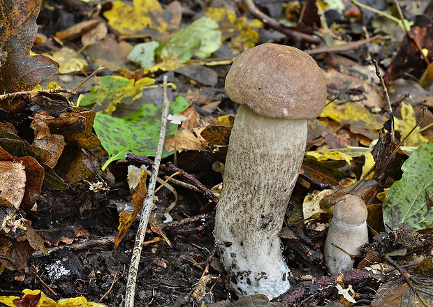 kozák topoľový Leccinum duriusculum (Schulzer ex Kalchbr.) Singer