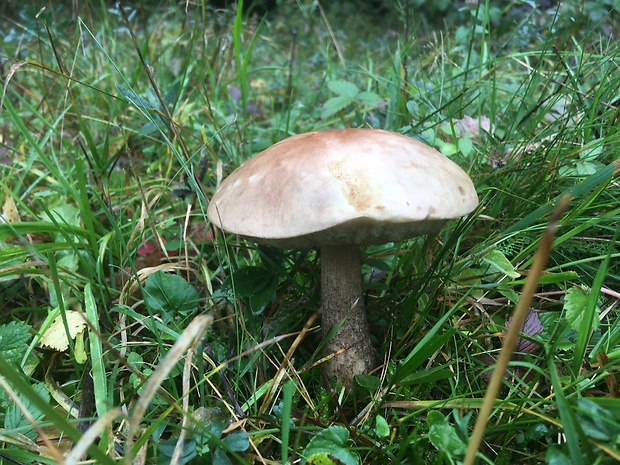 kozák brezový Leccinum scabrum (Bull.) Gray