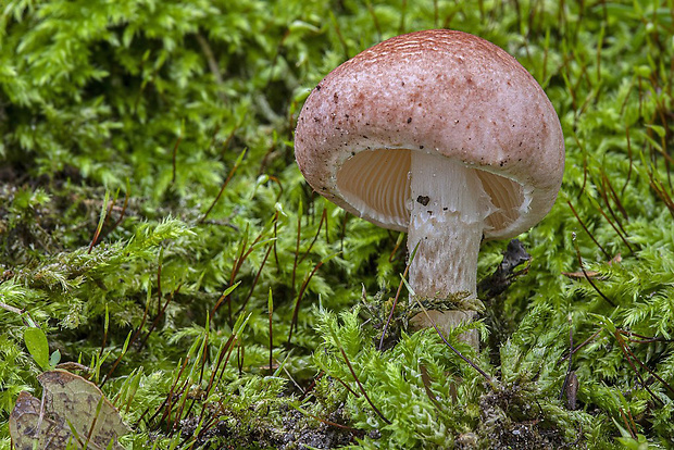 bedlička hnedoružová Lepiota cf. brunneoincarnata Chodat & C. Martín