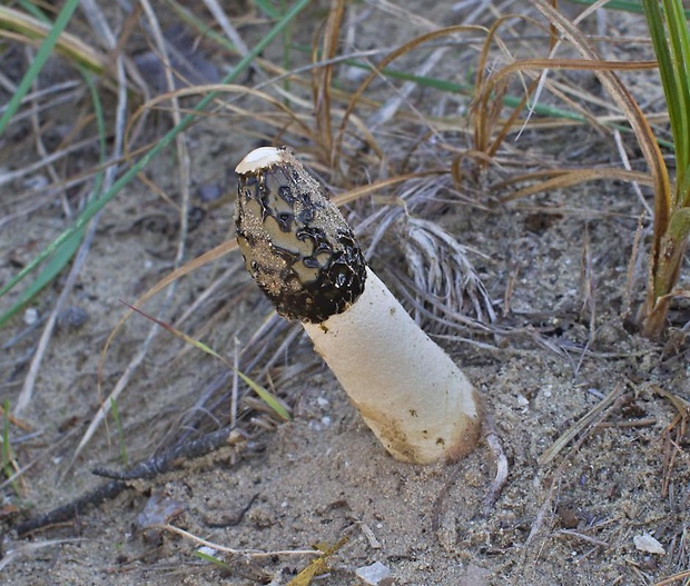 hadovka Hadriánova Phallus hadriani Vent.