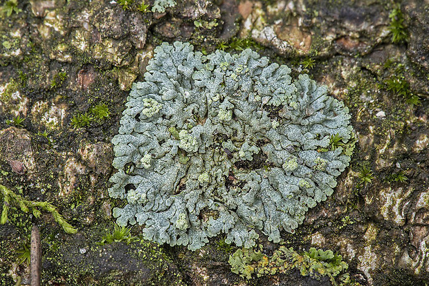 fyscia ružicovitá Physcia dubia (Hoffm.) Lettau