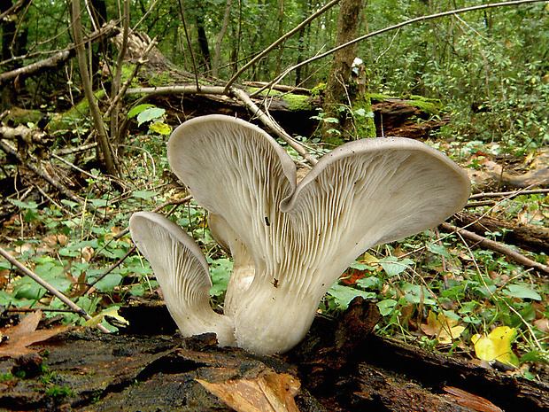 hliva ustricovitá Pleurotus ostreatus (Jacq.) P. Kumm.