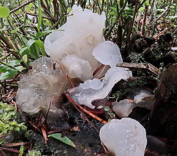 pajelenka želatínová Pseudohydnum gelatinosum (Scop.) P. Karst.