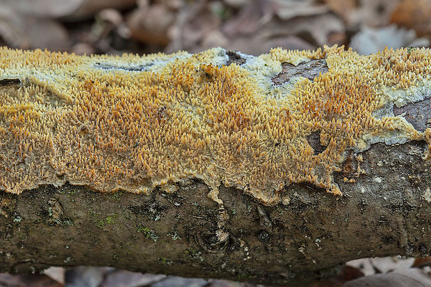 struháčik blanitý Radulomyces molaris (Chaillet ex Fr.) M.P. Christ.