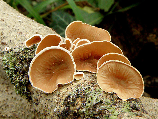 škľabka plstnatá Schizophyllum amplum (Lév.) Nakasone