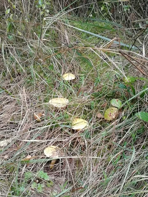 masliak Suillus sp.