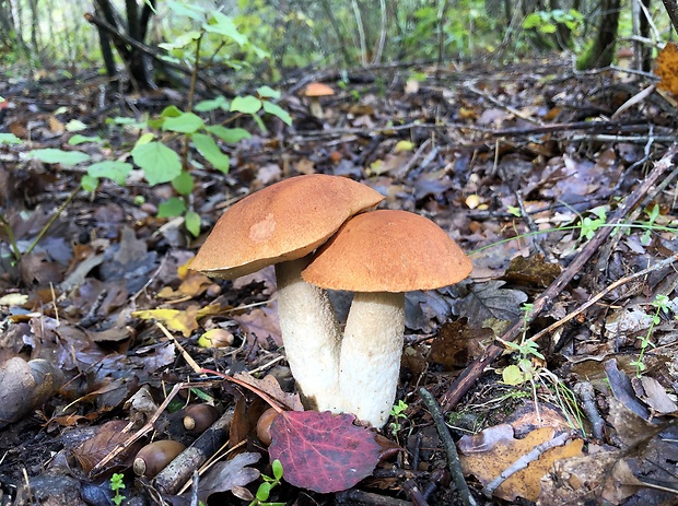 kozák osikový Leccinum albostipitatum den Bakker & Noordel.