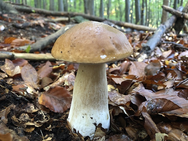 hríb smrekový Boletus edulis Bull.