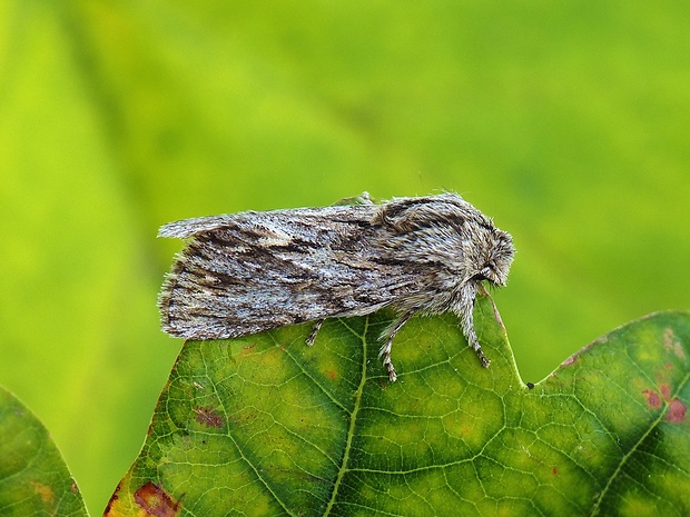 mora novembrová Asteroscopus sphinx