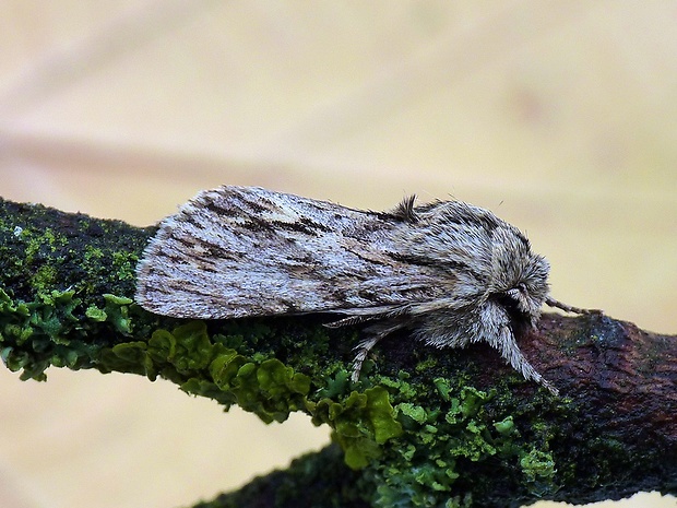 mora novembrová Asteroscopus sphinx