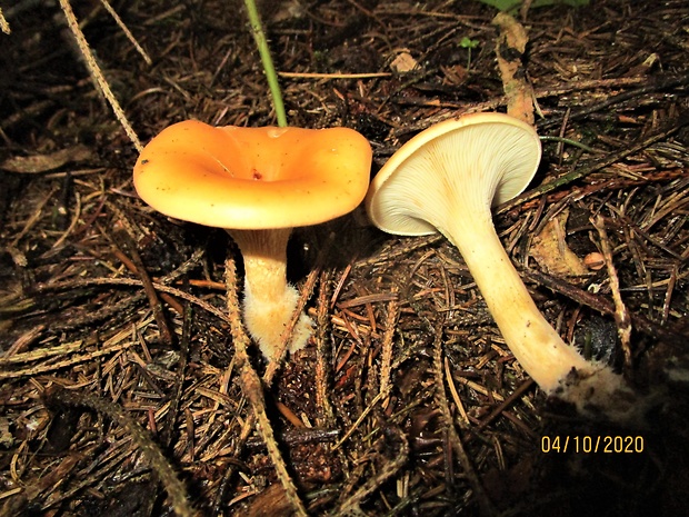 strmuľka lievikovitá Clitocybe gibba (Pers.) P. Kumm.