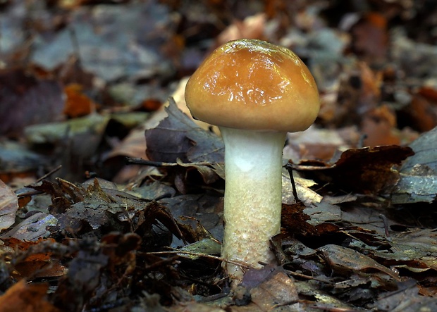 pavučinovec Cortinarius sp.